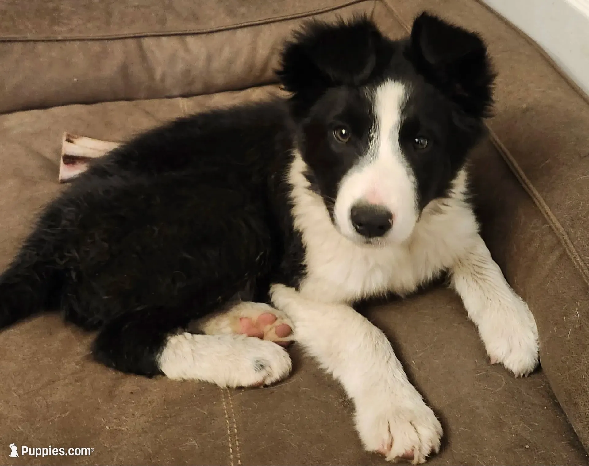 Atka - SB1, a male Border Collie for sale in Castle Rock, CO – 3 of 10