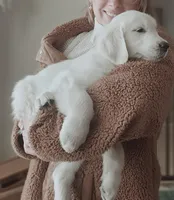 Frank, a male English Cream Golden Retriever for sale in Goodrich, MI – Photo 1 of 4