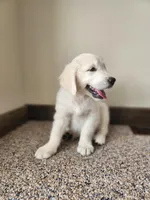 Frank, a male English Cream Golden Retriever for sale in Goodrich, MI – Photo 4 of 4