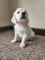 Fiddle, a male English Cream Golden Retriever for sale in Goodrich, MI – Photo 3 of 4