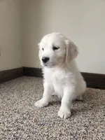 Fiddle, a male English Cream Golden Retriever for sale in Goodrich, MI – Photo 2 of 4