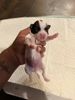 processed/f046a355-210d-4c66-a201-bc44f9d3497b/listing/789c7a49-b1f5-4003-920b-0efc3e710153/53cadfef-e794-4715-adf2-5dd8fa245605