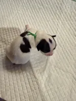 processed/f046a355-210d-4c66-a201-bc44f9d3497b/listing/789c7a49-b1f5-4003-920b-0efc3e710153/a0bcdbdd-c299-458a-b67c-6780ef67cab3