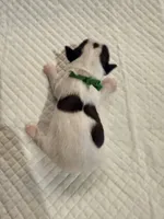 processed/f046a355-210d-4c66-a201-bc44f9d3497b/listing/789c7a49-b1f5-4003-920b-0efc3e710153/b306ca44-adaa-4fc0-9511-aebf6e7b4ebe