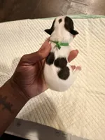 processed/f046a355-210d-4c66-a201-bc44f9d3497b/listing/789c7a49-b1f5-4003-920b-0efc3e710153/bf2a4b16-df40-48ec-b5a0-53ebb67caf81