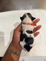 processed/f046a355-210d-4c66-a201-bc44f9d3497b/listing/a4f8a8ec-f846-4a17-a3f0-6d6d60a55569/3c08dfc2-03cf-4bb8-9a90-2ba4940bb581