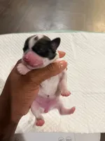 processed/f046a355-210d-4c66-a201-bc44f9d3497b/listing/a4f8a8ec-f846-4a17-a3f0-6d6d60a55569/8f8685b1-c7d4-4c3d-8732-b4e7ac560e1c