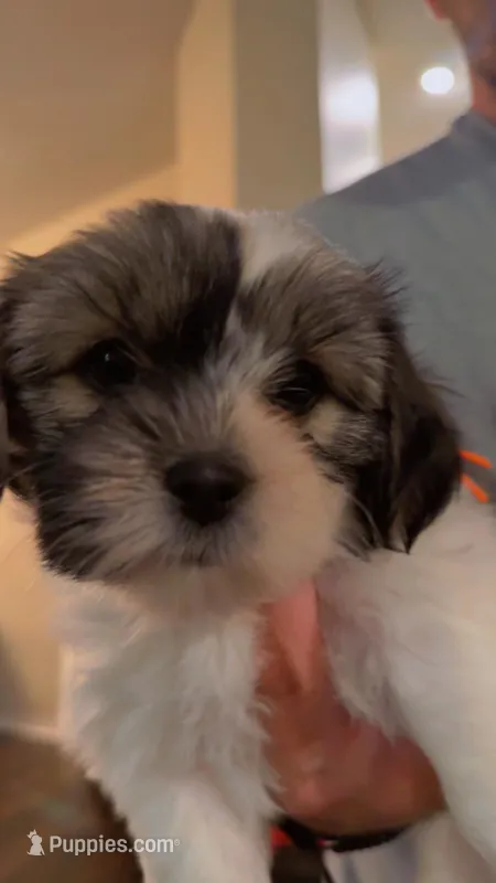 Daisy – Shorkie puppy for sale in Pensacola, FL