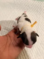 processed/f046a355-210d-4c66-a201-bc44f9d3497b/listing/c4cb41fb-81a4-4a92-b87a-8acea5548b01/4aaff0e2-baec-474a-9566-514059862569