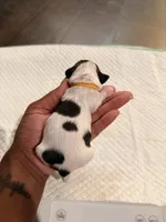 processed/f046a355-210d-4c66-a201-bc44f9d3497b/listing/c4cb41fb-81a4-4a92-b87a-8acea5548b01/dc740b4e-2fb0-440e-8068-df42df2fcd95