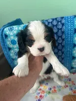 Red, a male Cavalier King Charles Spaniel for sale in Crane, OR – Photo 5 of 5