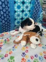 Red, a male Cavalier King Charles Spaniel for sale in Crane, OR – Photo 3 of 5