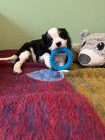 Red, a male Cavalier King Charles Spaniel for sale in Crane, OR – Photo 1 of 5