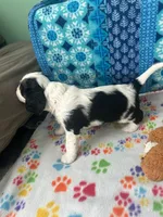 Red, a male Cavalier King Charles Spaniel for sale in Crane, OR – Photo 4 of 5