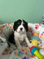 White, a male Cavalier King Charles Spaniel for sale in Crane, OR – Photo 1 of 5