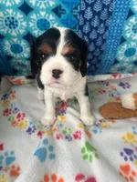 White, a male Cavalier King Charles Spaniel for sale in Crane, OR – Photo 5 of 5