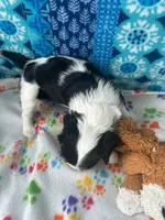 White, a male Cavalier King Charles Spaniel for sale in Crane, OR – Photo 4 of 5