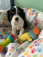 White, a male Cavalier King Charles Spaniel for sale in Crane, OR – Photo 3 of 5