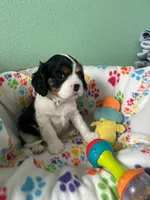 White, a male Cavalier King Charles Spaniel for sale in Crane, OR – Photo 2 of 5