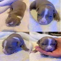 Kerropi, a male American Pit Bull Terrier for sale in Springfield, MA – Photo 1 of 3