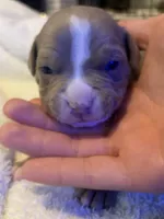 Kerropi, a male American Pit Bull Terrier for sale in Springfield, MA – Photo 2 of 3