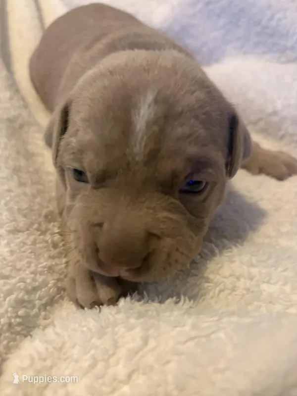 Cookie – American Pit Bull Terrier puppy for sale in Springfield, MA