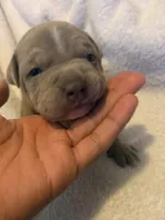 Cookie, a male American Pit Bull Terrier for sale in Springfield, MA – Photo 2 of 3