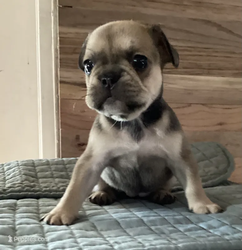 Angel – French Bulldog puppy for sale in Clearwater, FL