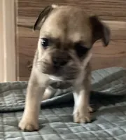 Angel, a female French Bulldog for sale in Clearwater, FL – 2 of 5