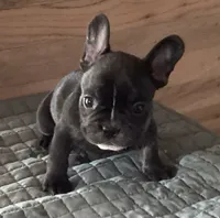 Lucky , a male French Bulldog for sale in Clearwater, FL – 2 of 5