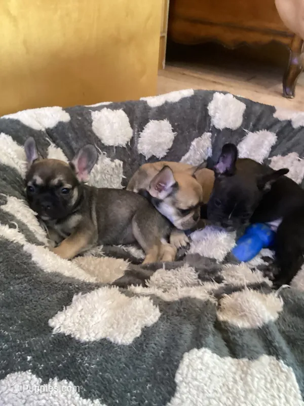 Elsa  – French Bulldog puppy for sale in Clearwater, FL