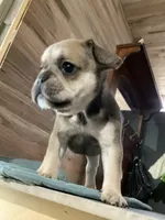 Angel, a female French Bulldog for sale in Clearwater, FL – 5 of 5