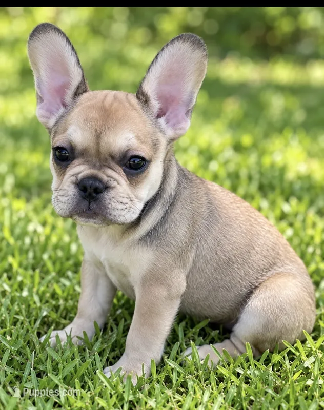 Angel, a female French Bulldog for sale in Clearwater, FL – 1 of 3