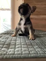 Elsa , a female French Bulldog for sale in Clearwater, FL – 6 of 7