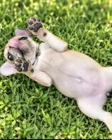 Angel, a female French Bulldog for sale in Clearwater, FL – 2 of 3