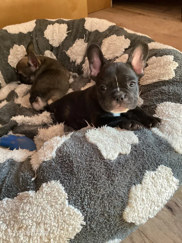 Lucky  – French Bulldog puppy for sale in Clearwater, FL