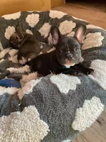Lucky , a male French Bulldog for sale in Clearwater, FL – 1 of 5