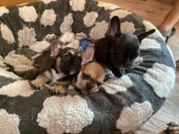 Lucky , a male French Bulldog for sale in Clearwater, FL – 5 of 5