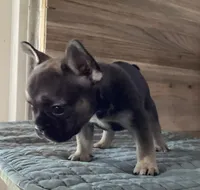 Elsa , a female French Bulldog for sale in Clearwater, FL – 2 of 7