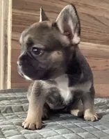 Elsa , a female French Bulldog for sale in Clearwater, FL – 3 of 7