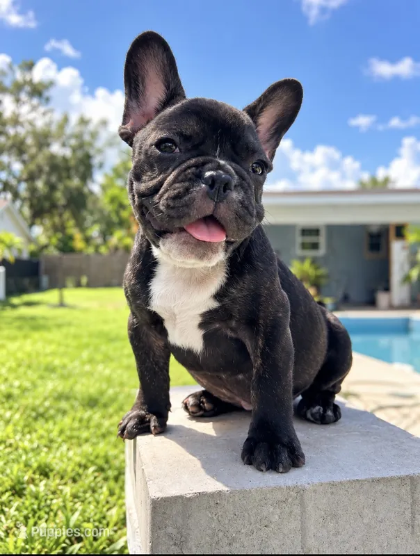 Lucky  – French Bulldog puppy for sale in Clearwater, FL