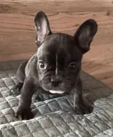 Lucky , a male French Bulldog for sale in Clearwater, FL – 4 of 5