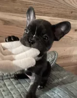 Lucky , a male French Bulldog for sale in Clearwater, FL – 3 of 5