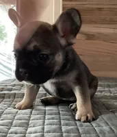 Elsa , a female French Bulldog for sale in Clearwater, FL – 4 of 7