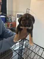 Blue, a  Swedish Elkhound and Miniature Aussiedoodle for sale in Johnston, RI – Photo 2 of 2