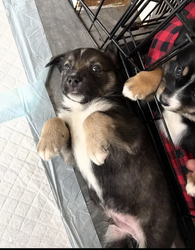 Blue – Swedish Elkhound, Miniature Aussiedoodle puppy for sale in Johnston, RI