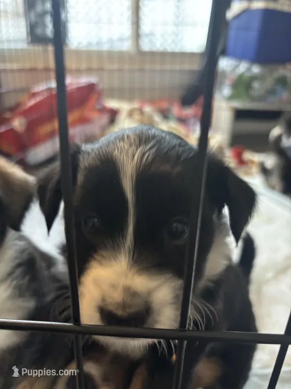 Red – Norwegian Elkhound, Miniature Aussiedoodle puppy for sale in Johnston, RI