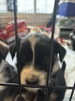 Red, a  Norwegian Elkhound and Miniature Aussiedoodle for sale in Johnston, RI – Photo 1 of 3