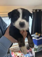 Red, a  Norwegian Elkhound and Miniature Aussiedoodle for sale in Johnston, RI – Photo 2 of 3