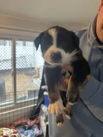 Red, a  Norwegian Elkhound and Miniature Aussiedoodle for sale in Johnston, RI – Photo 3 of 3